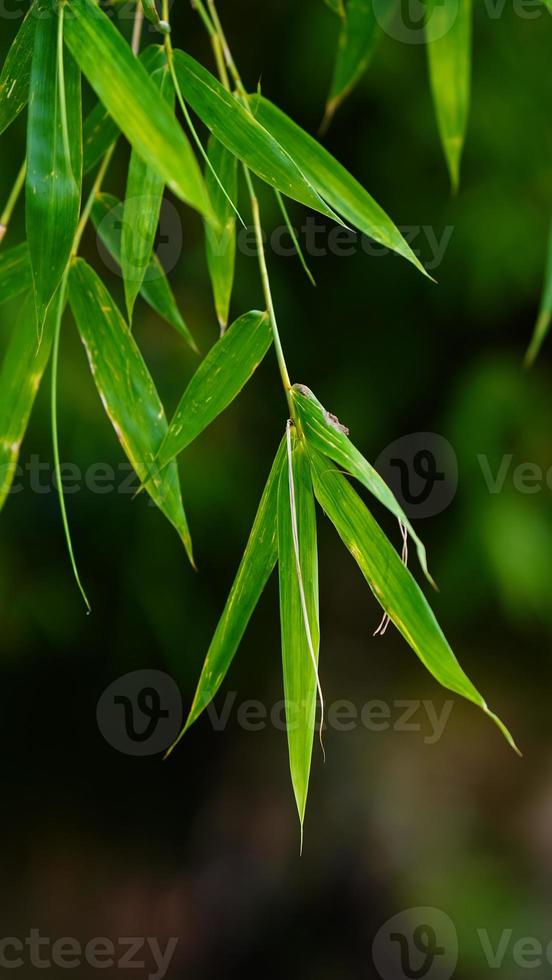 Green leaves in the rainy session photo