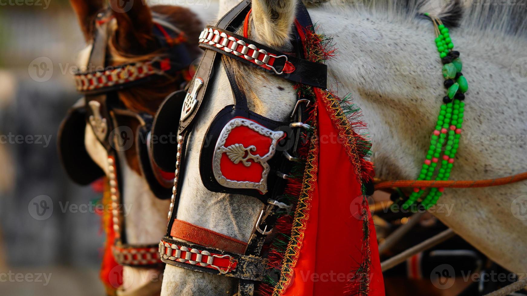 white horse in village image photo