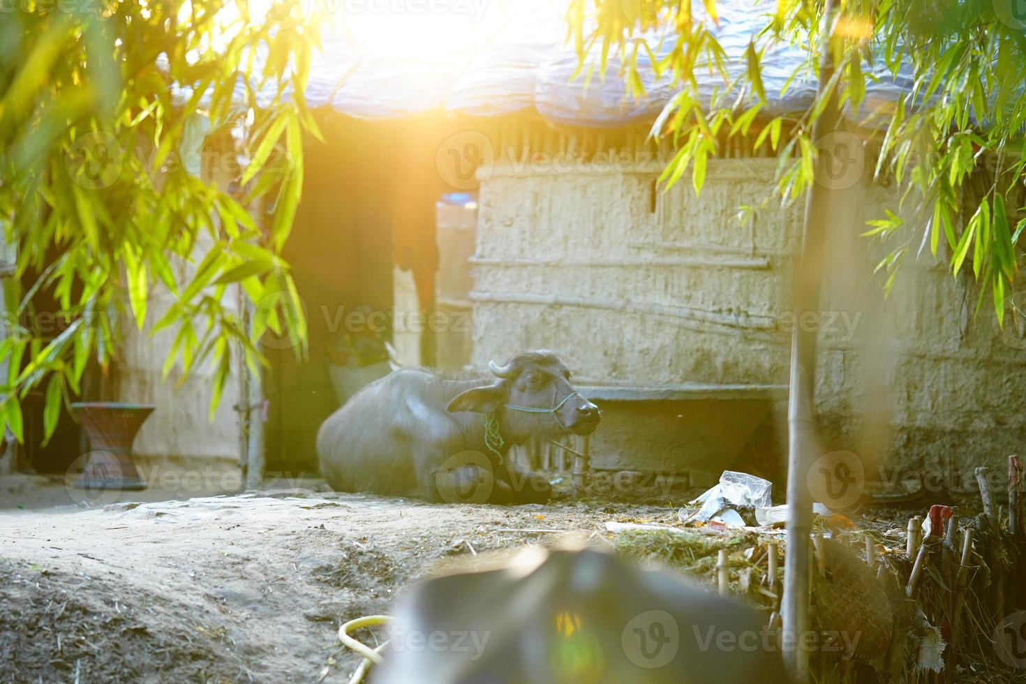 indian buffalo animal with sun flair photo