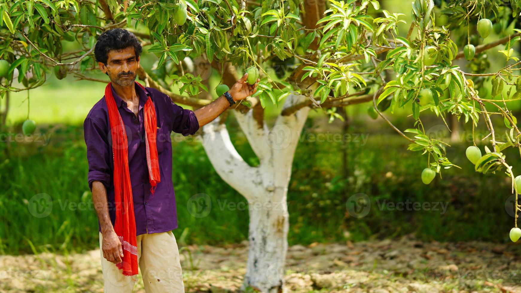 granjero indio con árbol de mango en la granja foto