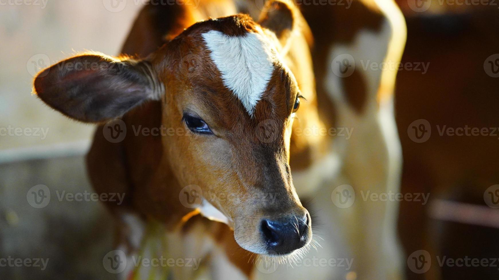 The brown and white cute calf. photo