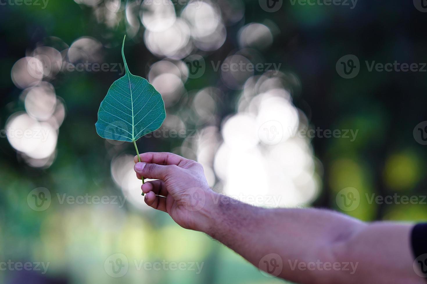 A leaf hold in hand. photo