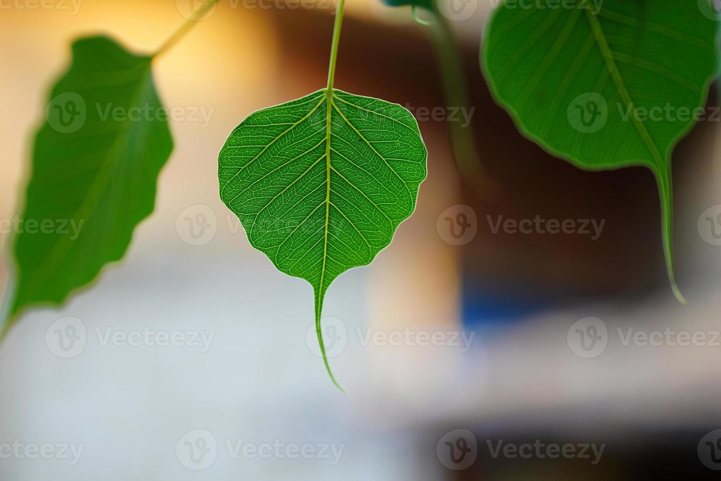 beautiful leaves on tree image. photo