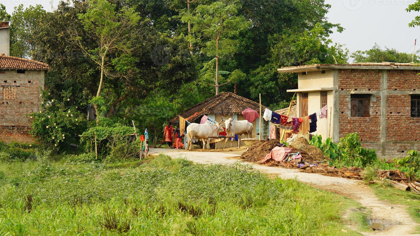 indian-green-village-shoot-of-bihar-image-9769368-stock-photo-at-vecteezy