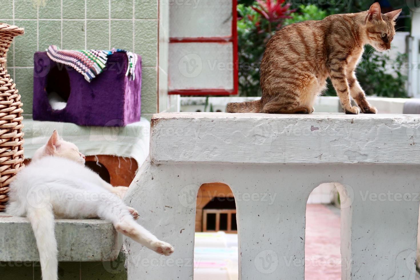 gato atigrado naranja y gato blanco están acostados y mirando foto