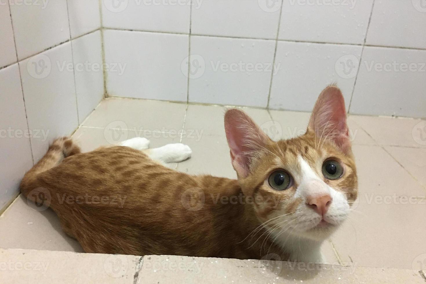Orange tabby cat lying down in toilet photo