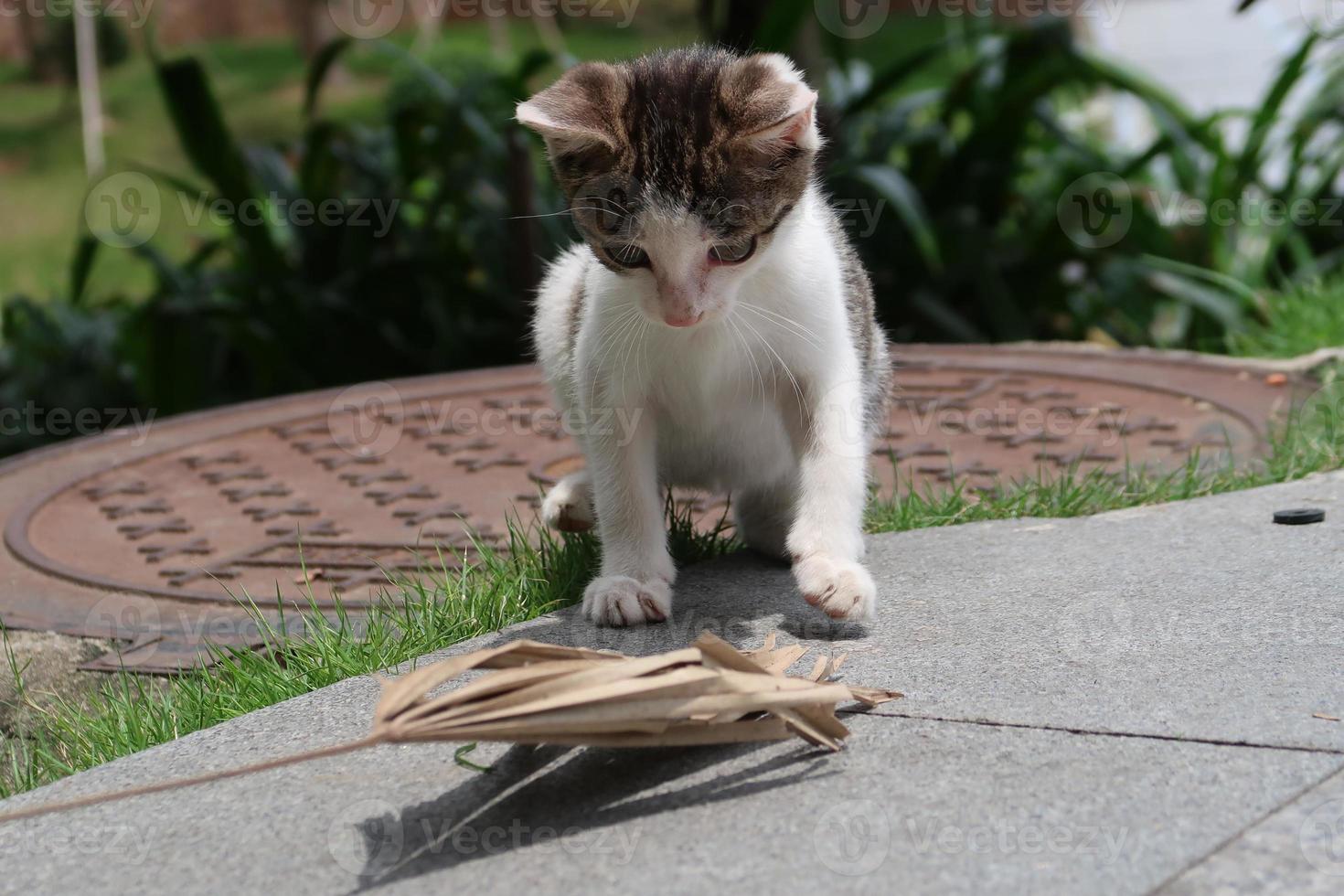 Gray white kitten playing outdoor photo