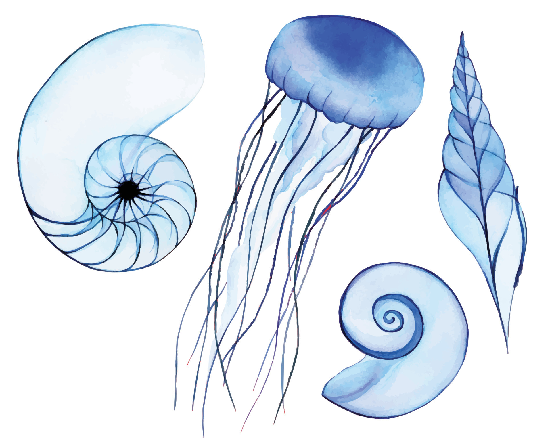 watercolor drawing, set of marine life. seashell, mollusk, jellyfish. transparent  sea animals, x-ray, abstract drawing in blue colors. 9769988 Vector Art at  Vecteezy