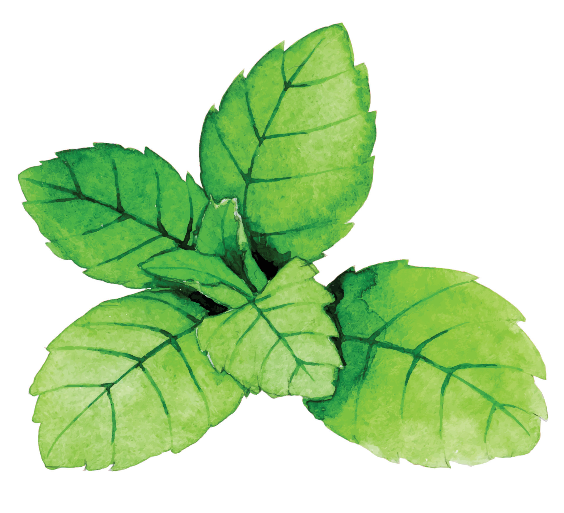 watercolor drawing in vintage style. mint, medicinal herbs and spices. gardening 9770030 Vector