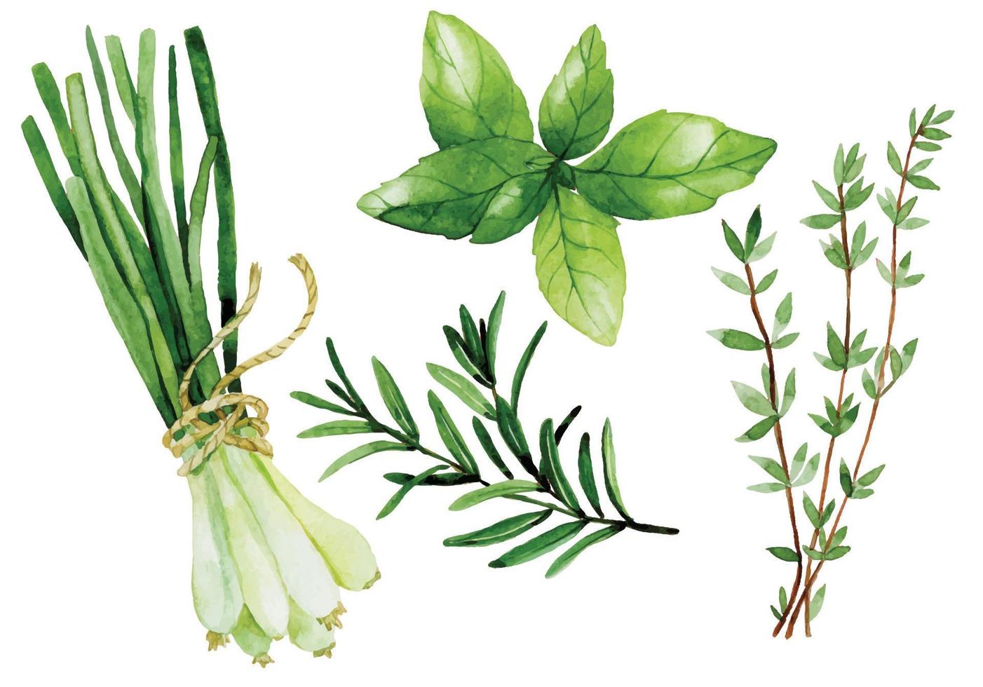 watercolor drawing, vintage set of culinary herbs. herbs and spices, green onion, rosemary, basil, thyme vector