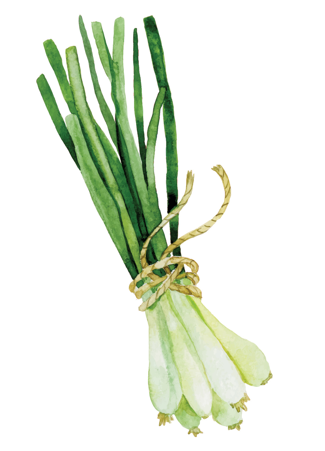 A bunch of green onions tied together with a string