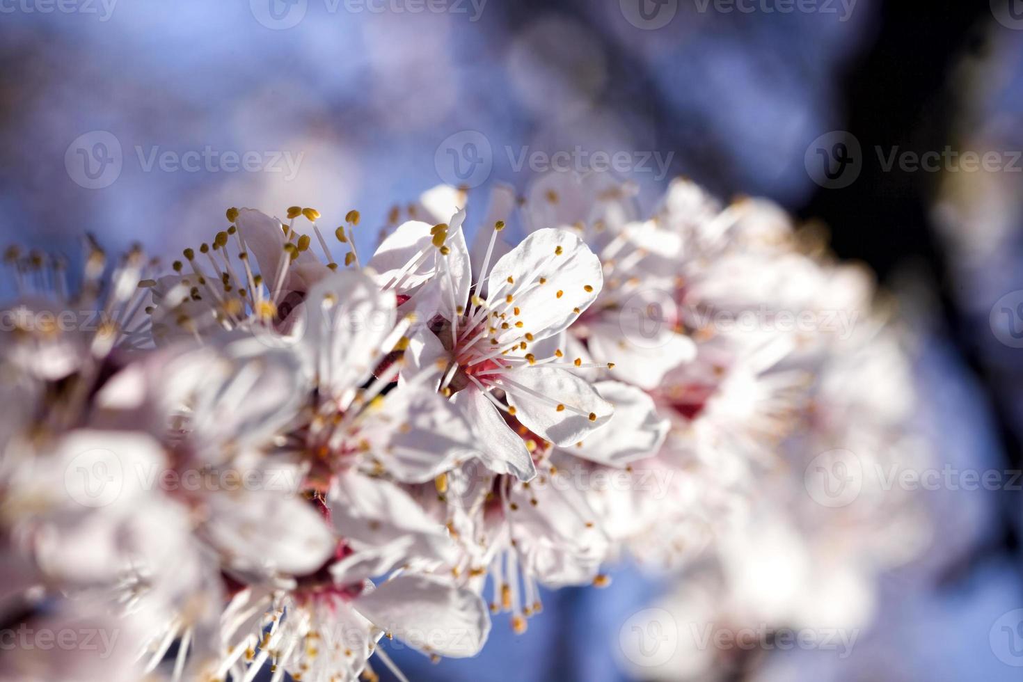 apricot in the spring garden photo