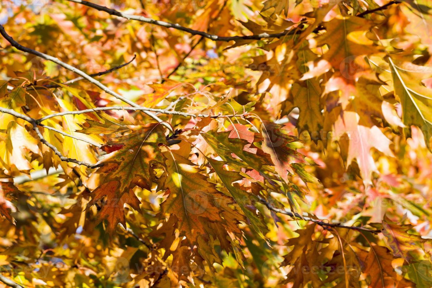 nature in the autumn photo