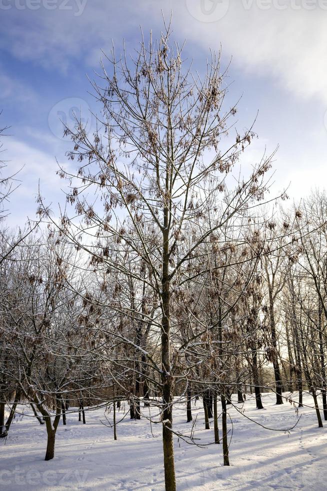 white fresh snow in forest photo