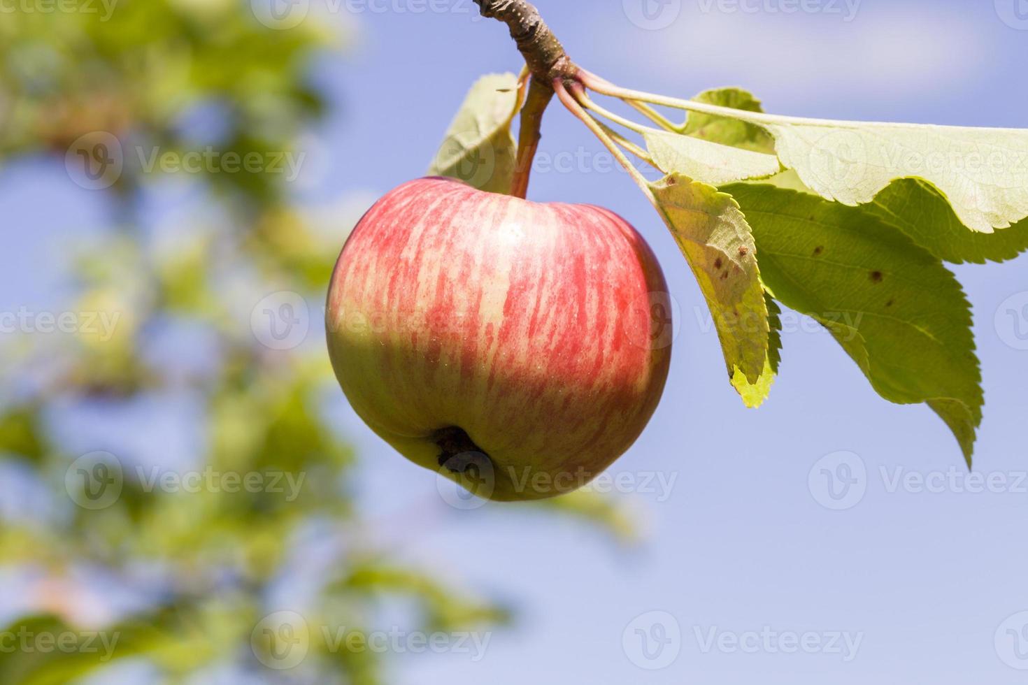 worm apple, sky photo