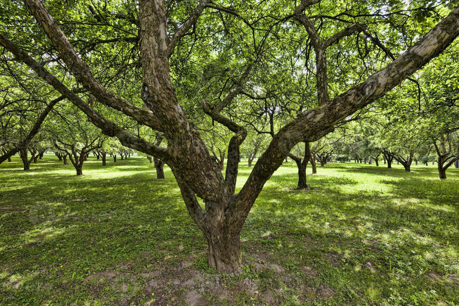 árboles y plantas foto