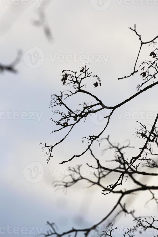Bare tree branches photo