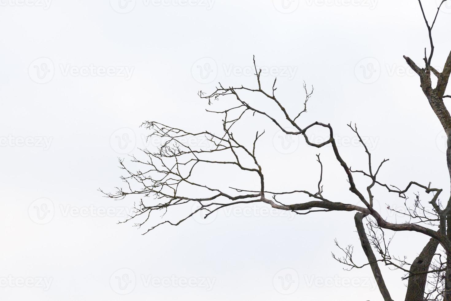 Bare tree branches photo