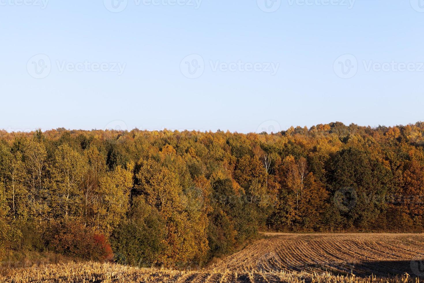 Autumn corn field photo