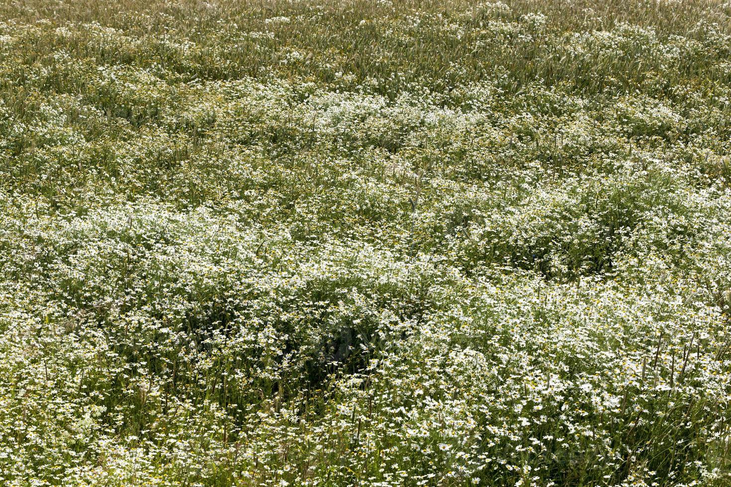 chamomile medicinal fields photo