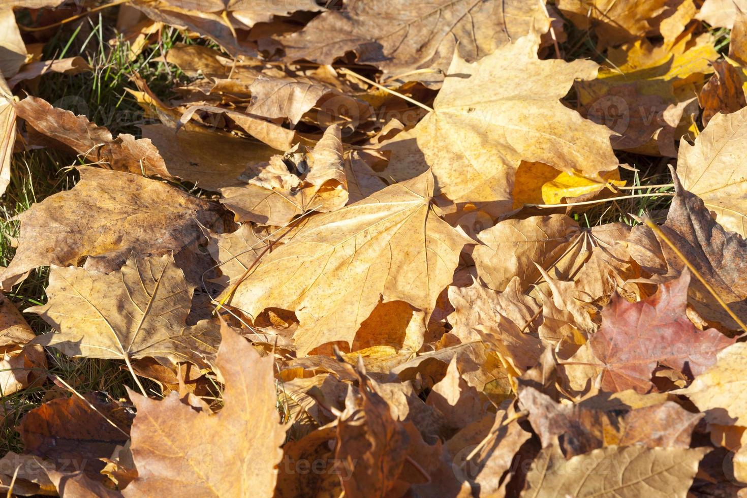 The fallen maple leaves photo