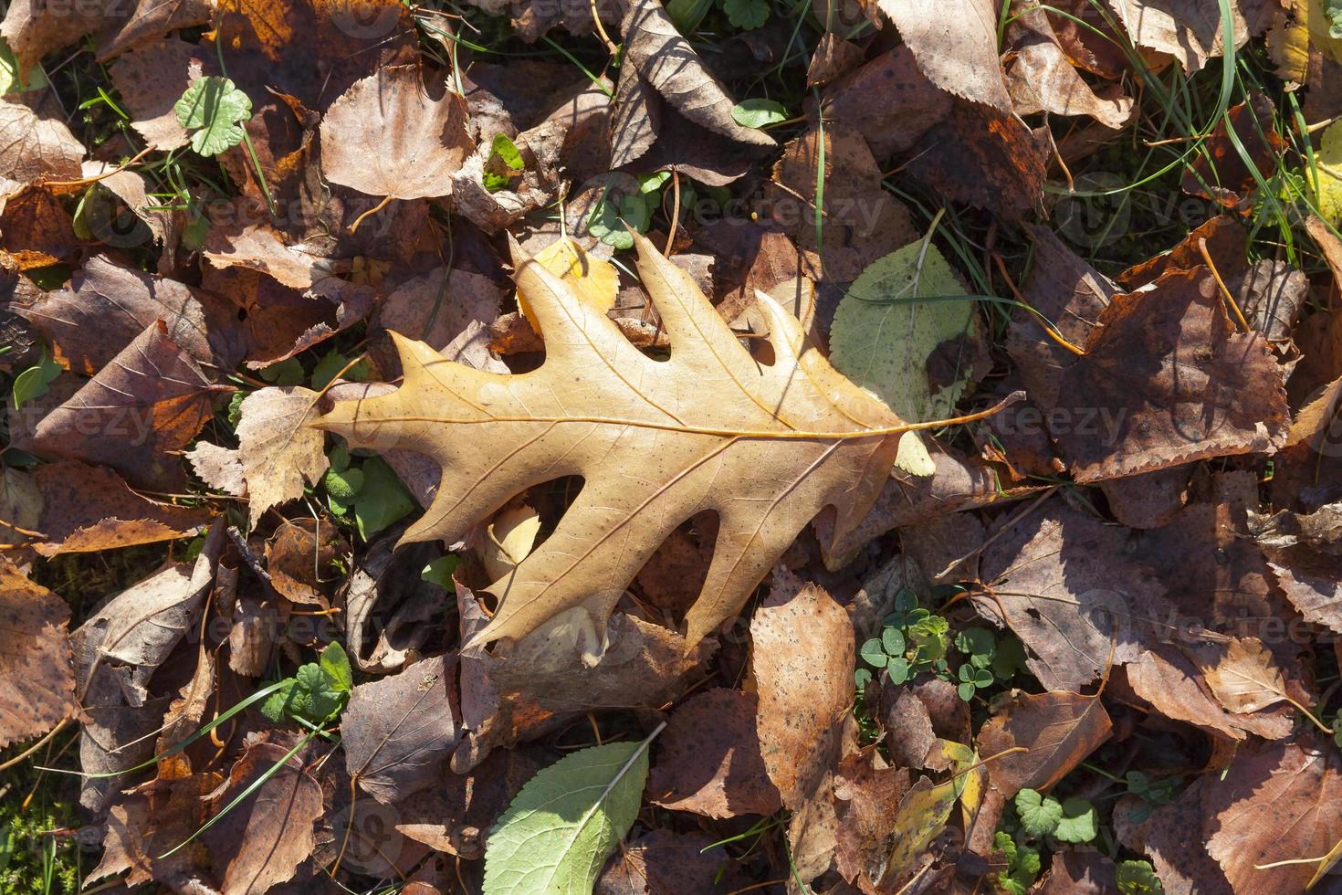 Fallen leaf oak forest. photo