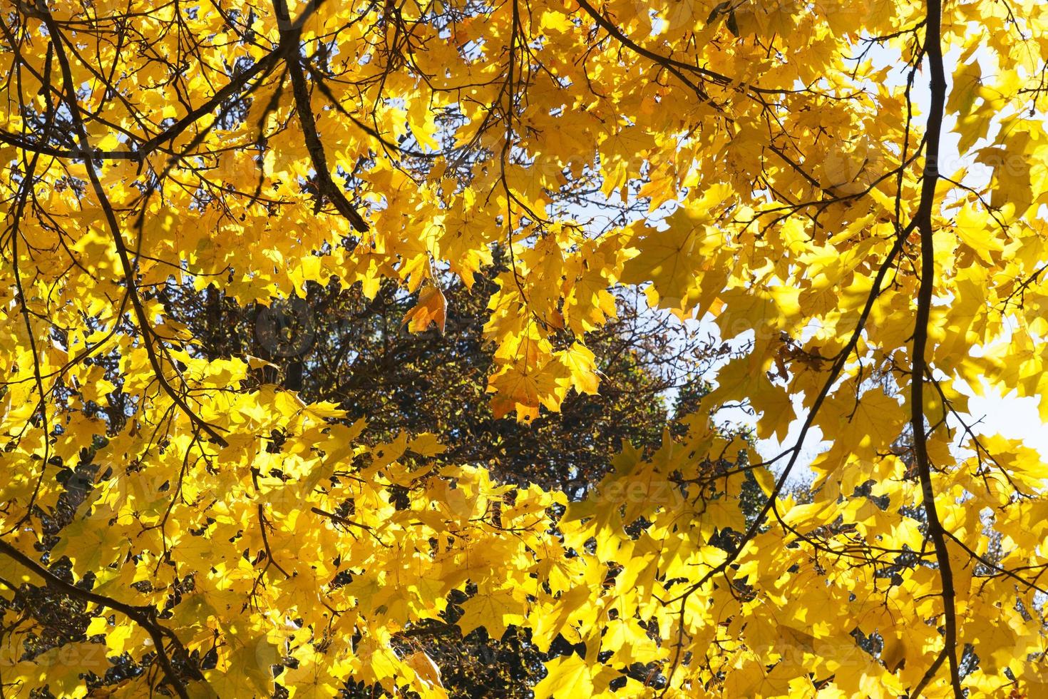Yellow Maple nostalgia photo