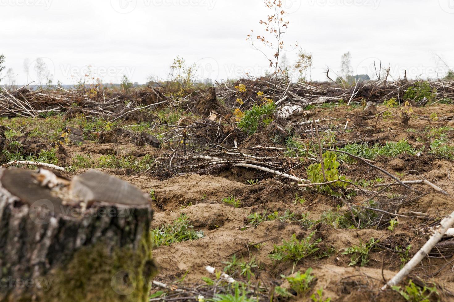 trees after the hurricane photo