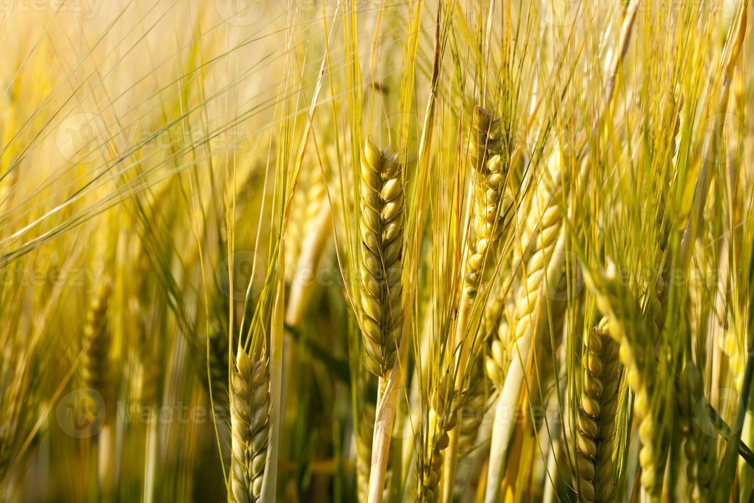 campo de cultivo de trigo foto