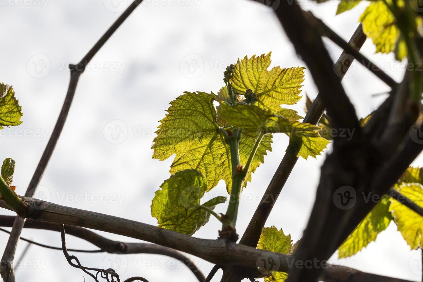 Leaves of grapes, spring photo