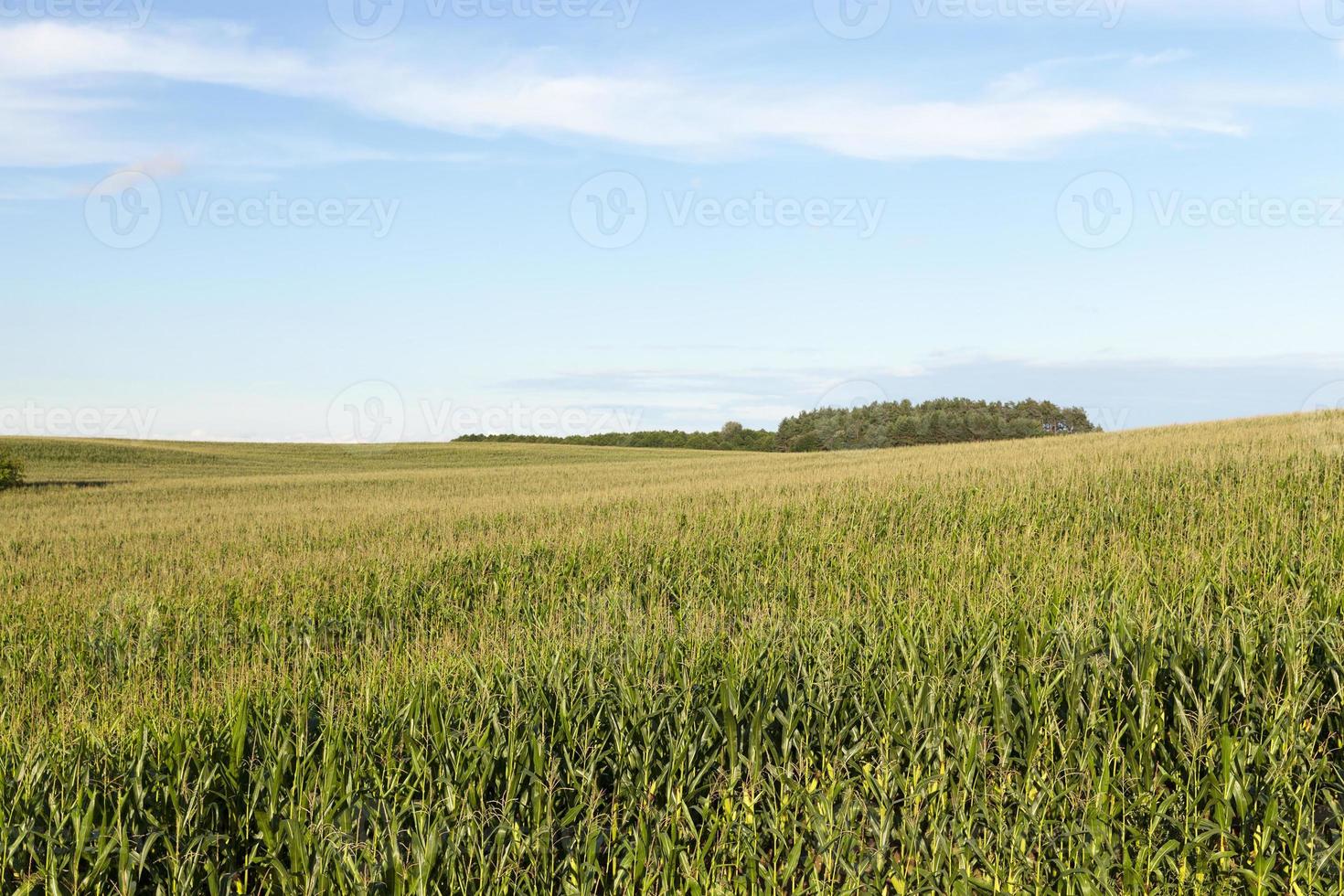 summer fiald and sky photo