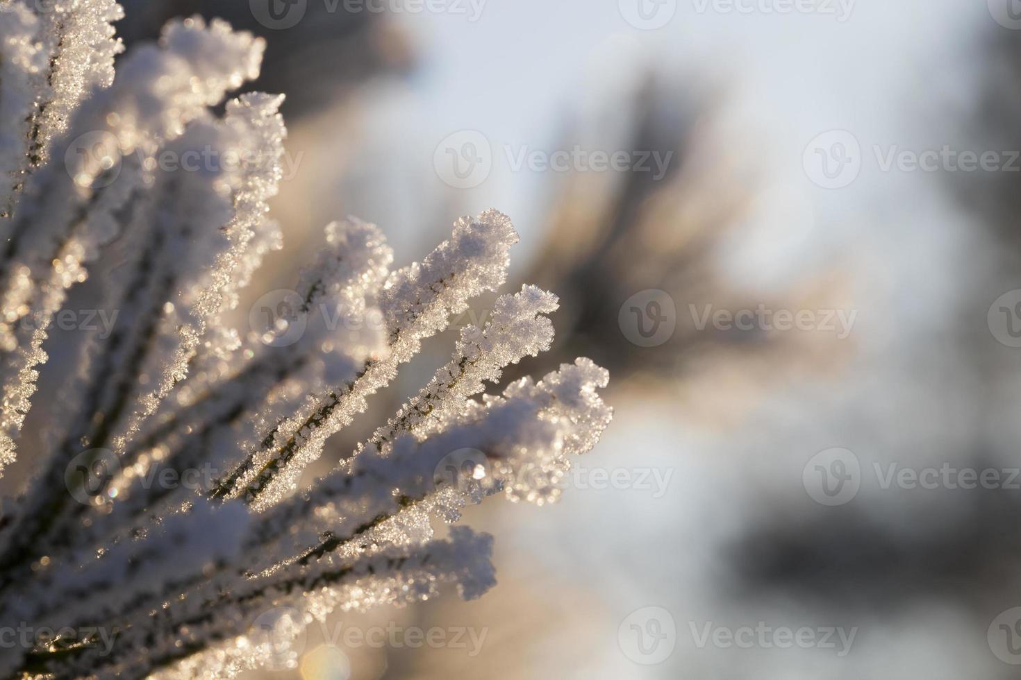 pine needles, close up photo