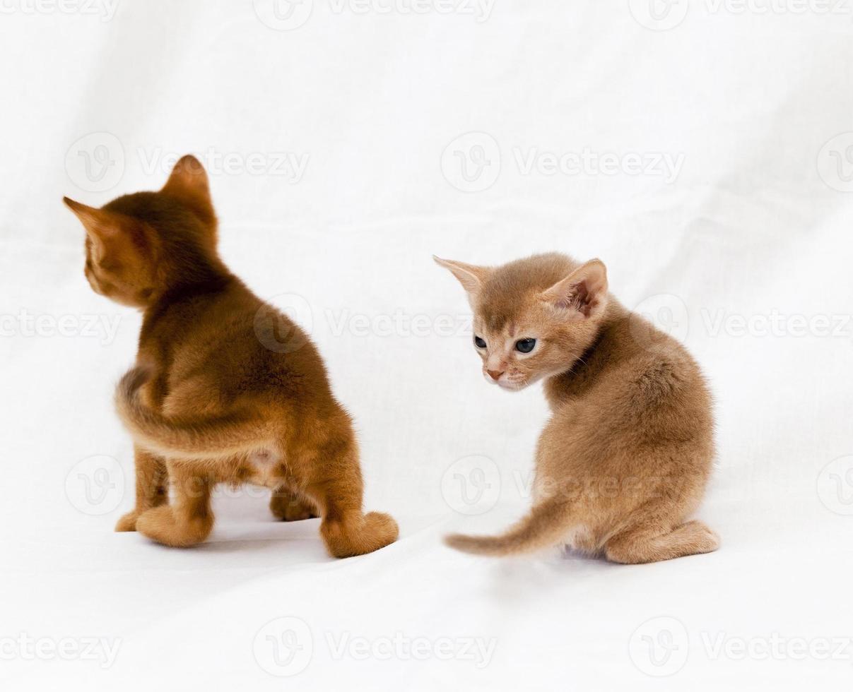 abyssinian kittens, close up photo