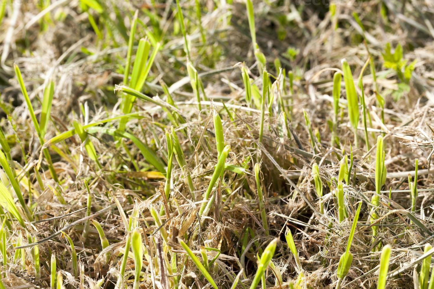 Mowed grass, close  up photo