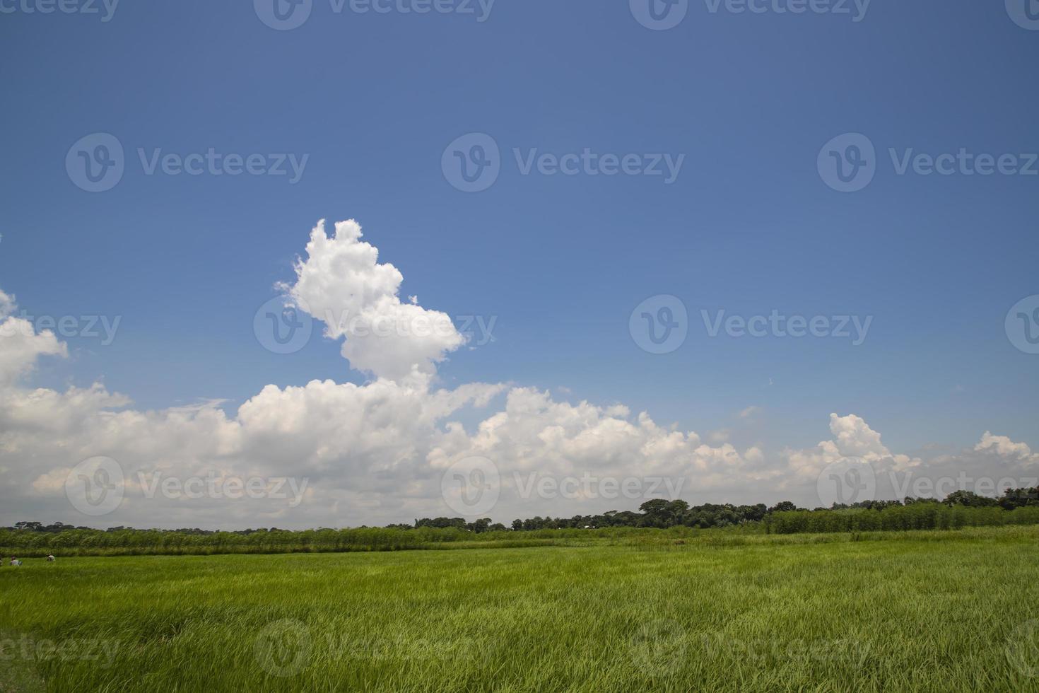 Beautiful Green rice fields  with contrasting  Cloudy skies photo