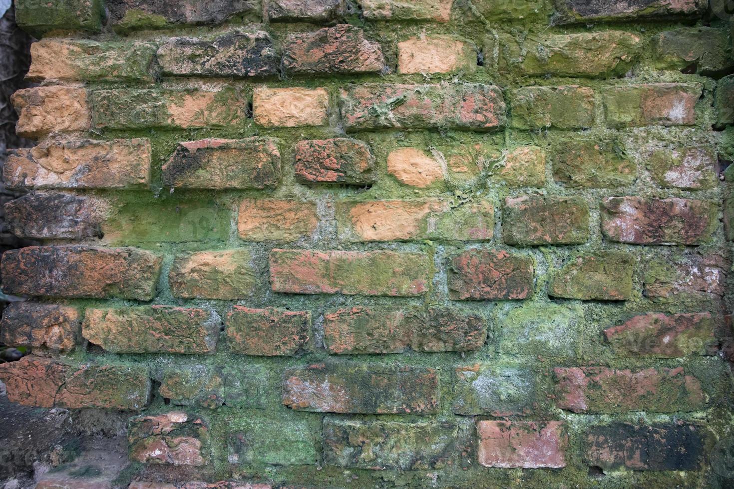Fungi Green moss on the old brick wall has an abstract background texture photo