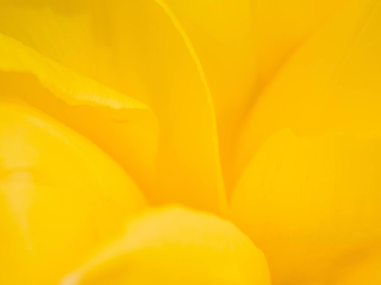 Blurred flowers background design. Soft focus of flowers. photo