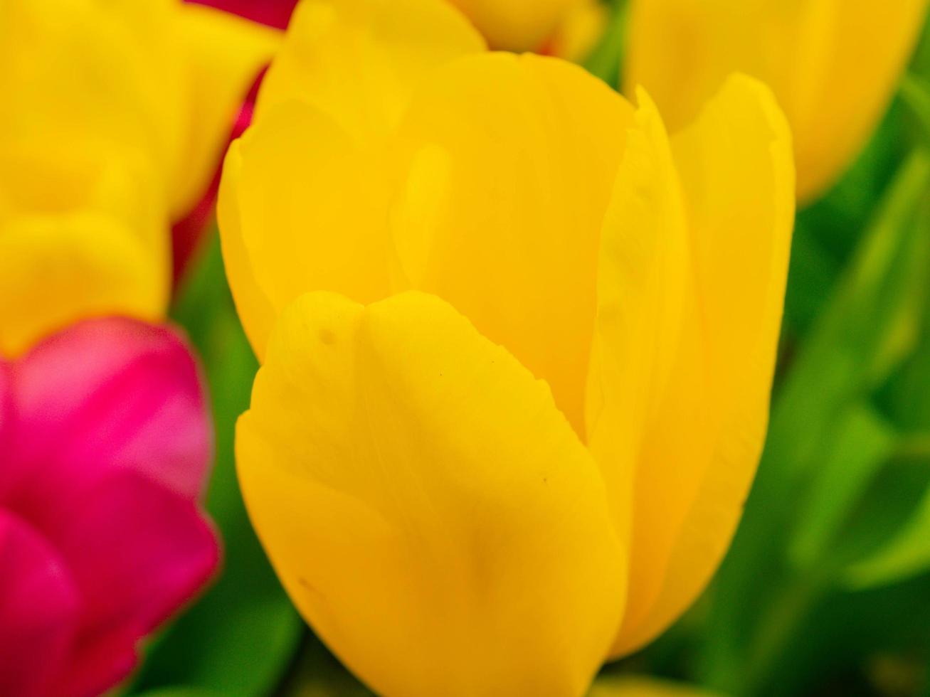 diseño de fondo de flores borrosas. enfoque suave de las flores. foto