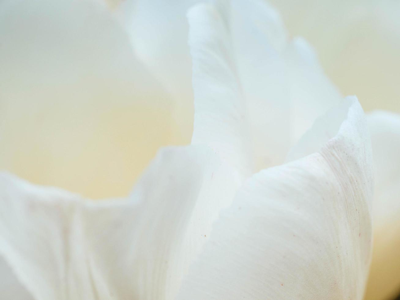 Blurred flowers background design. Soft focus of flowers. photo