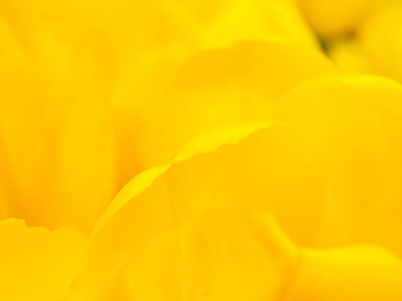 Blurred flowers background design. Soft focus of flowers. photo