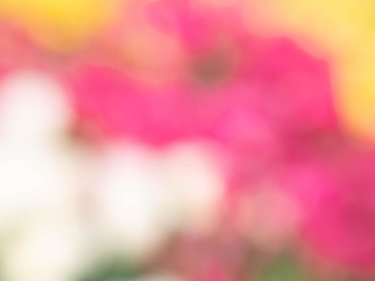 Blurred flowers background design. Soft focus of flowers. photo