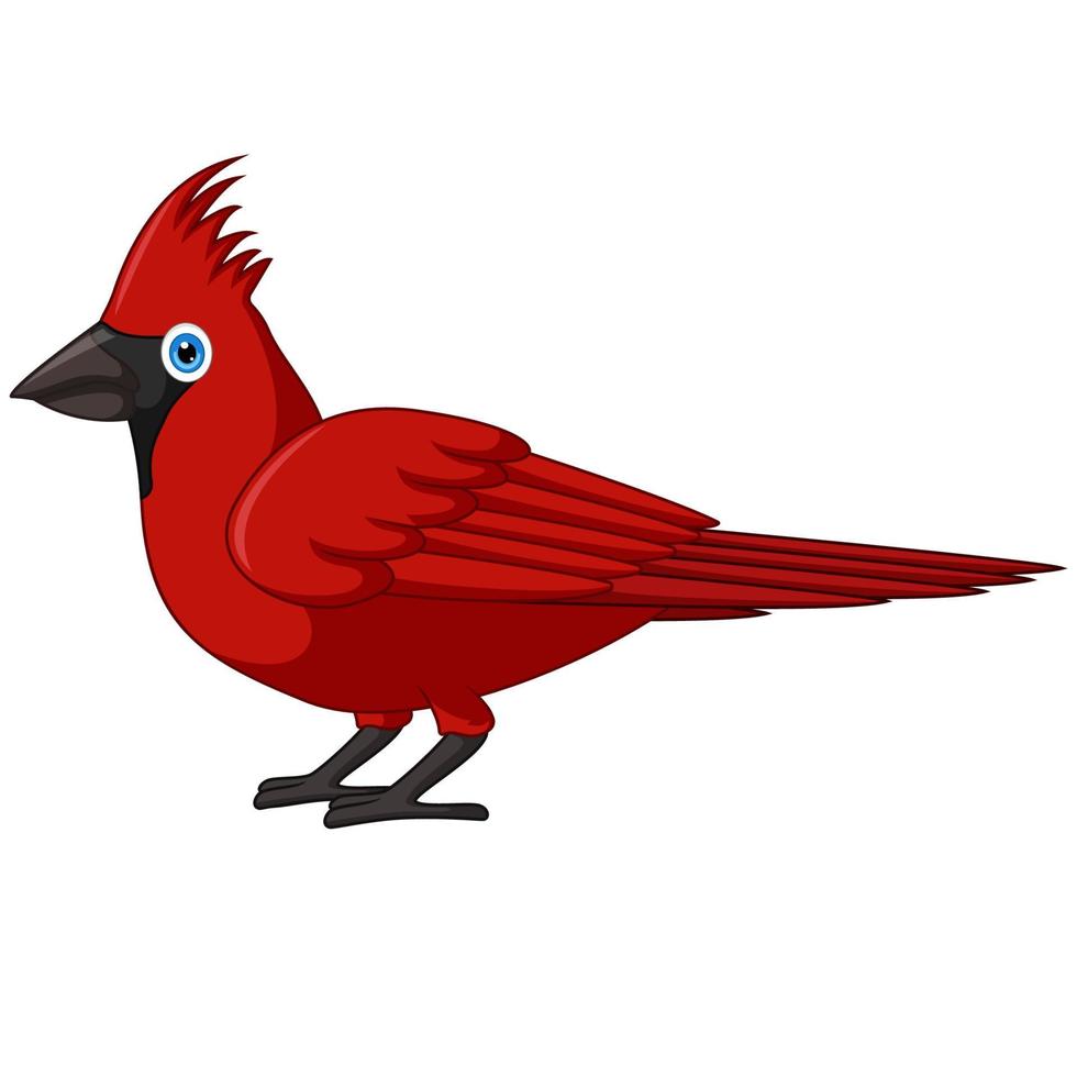 lindo, cardenal, pájaro, caricatura, blanco, plano de fondo vector