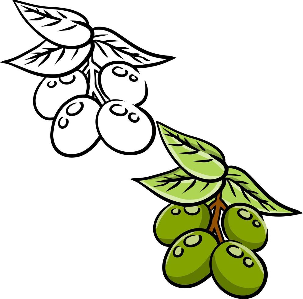 aceituna. verdura verde en rama con hojas. vector