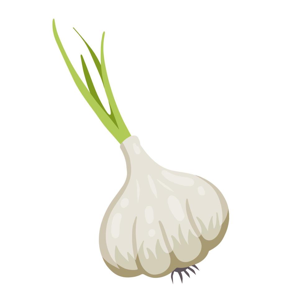 Garlic. Spicy vegetable. Natural product. vector