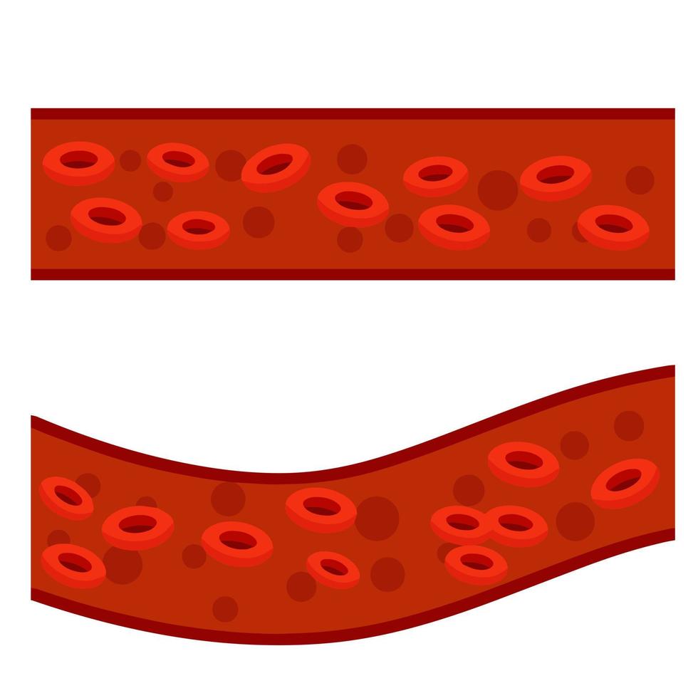 arteria y vena. sistema vascular de la persona vector