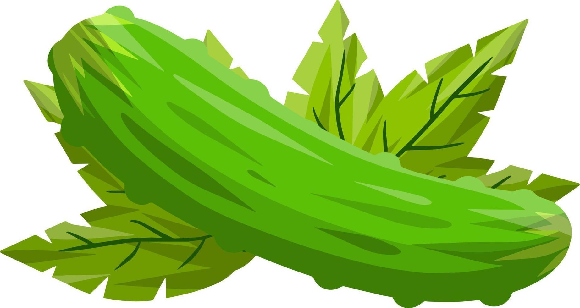 Cucumber. Green fresh vegetable vector