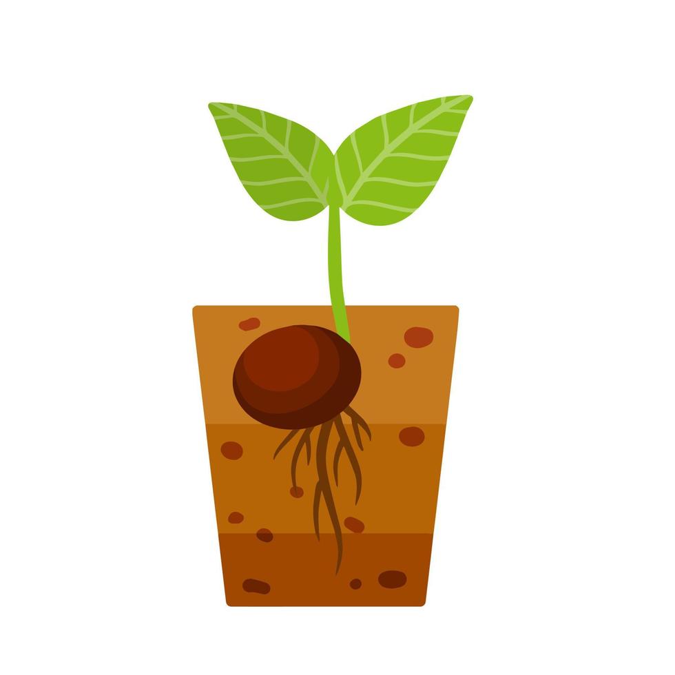 Sprout of plant. Small green leaves. Sprouted seed. Farm and gardening. Planting of crop in ground. Layer of brown earth and soil. vector