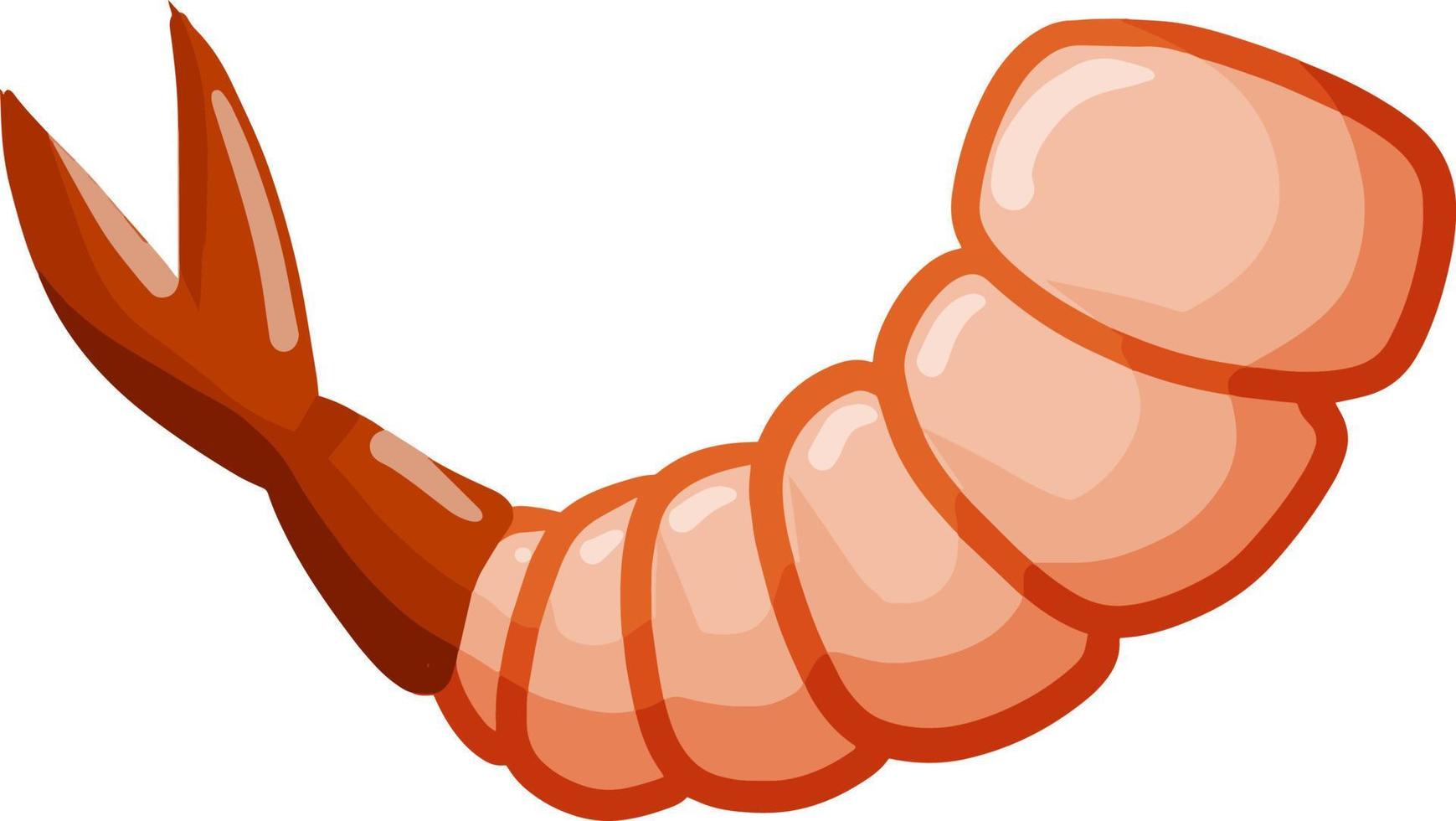 Shrimp. Meat and seafood. Tail of sea animal. vector