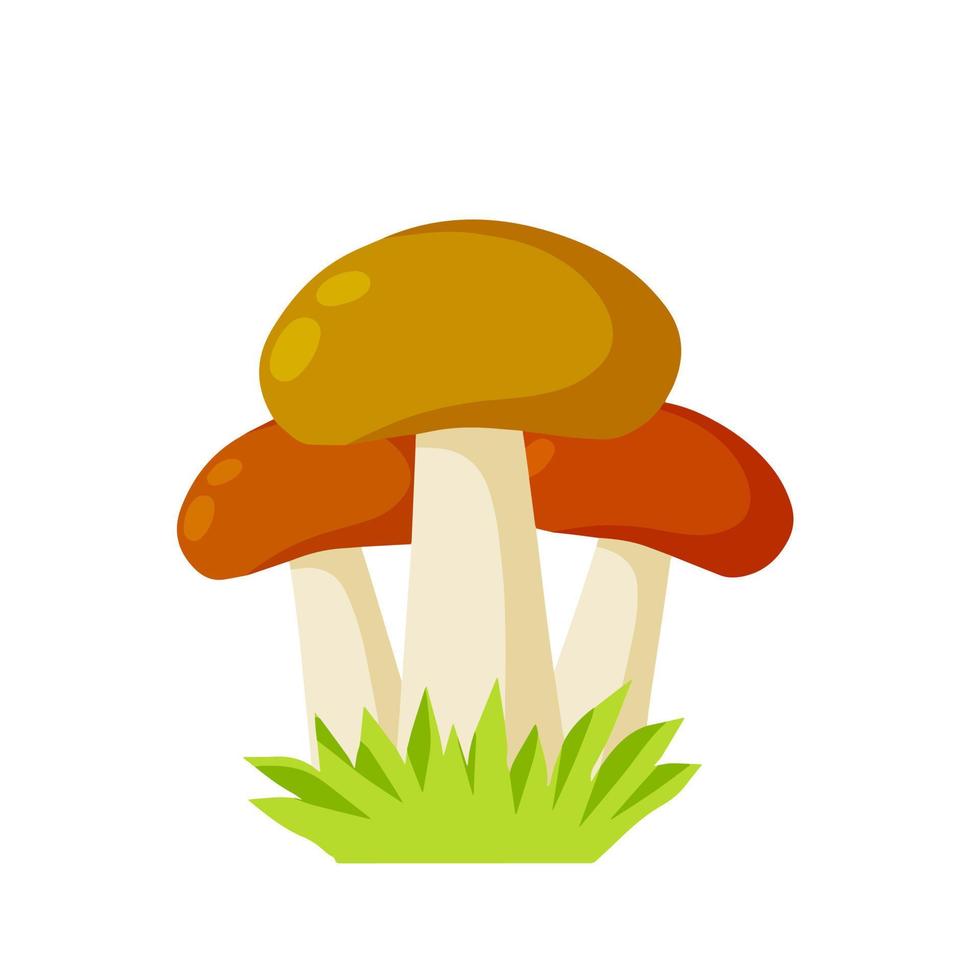 A large mushroom with a brown cap. Natural cep. Food ingredient. Autumn harvest. vector