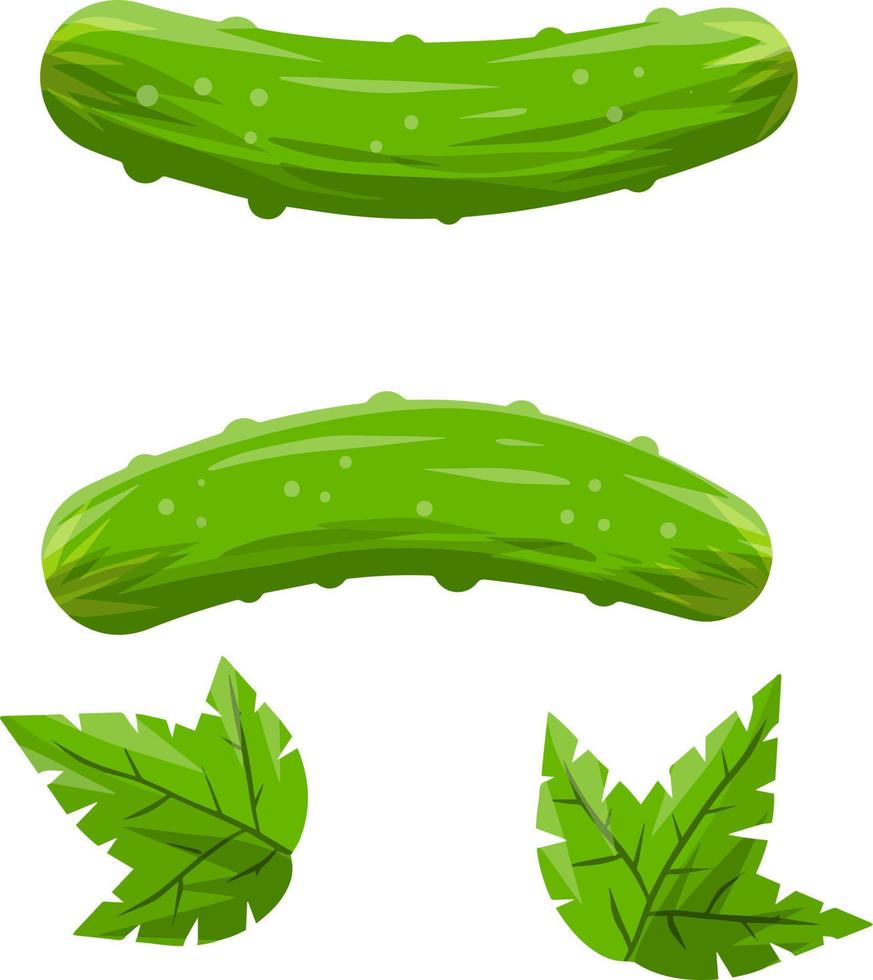 Cucumber. Green fresh vegetable vector